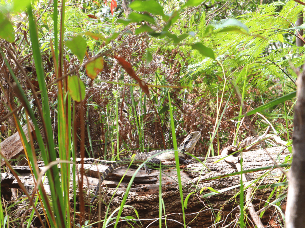 Een leguaan op boomstam tijdens de Manly walk