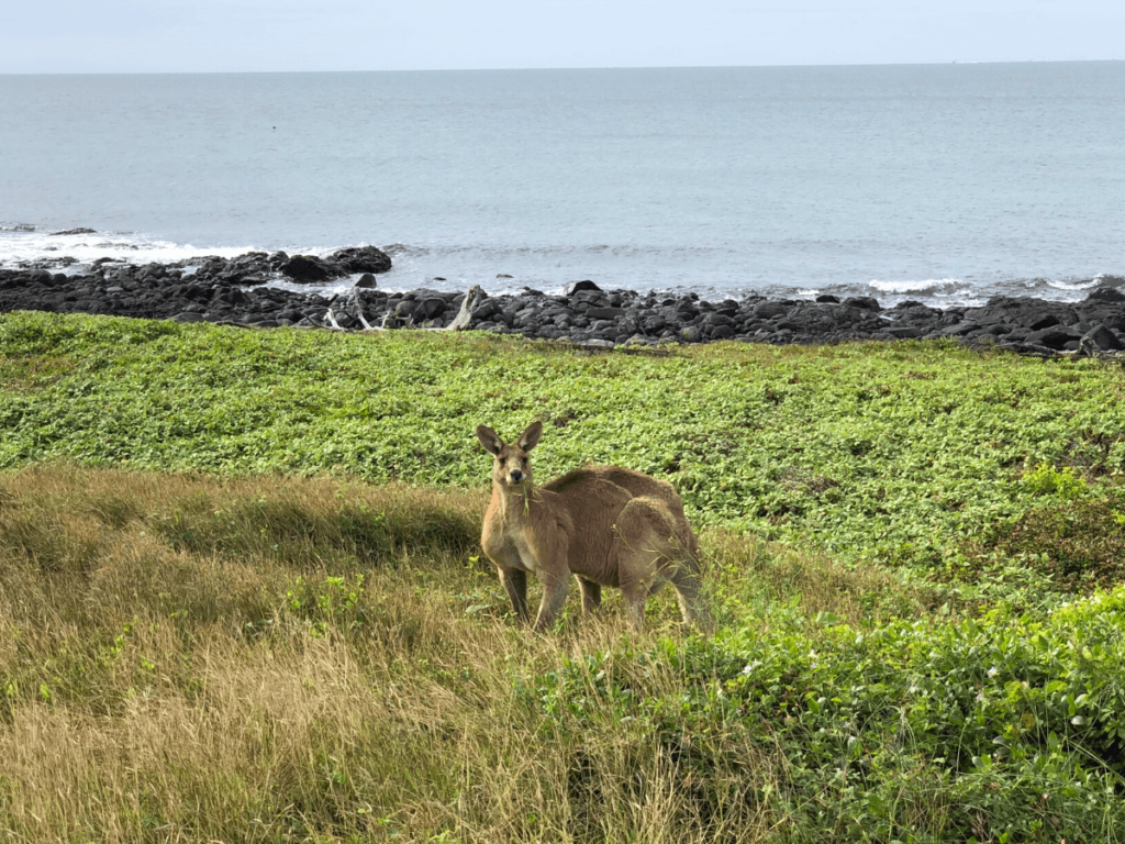 Kangoeroe bij Barolin Rocks