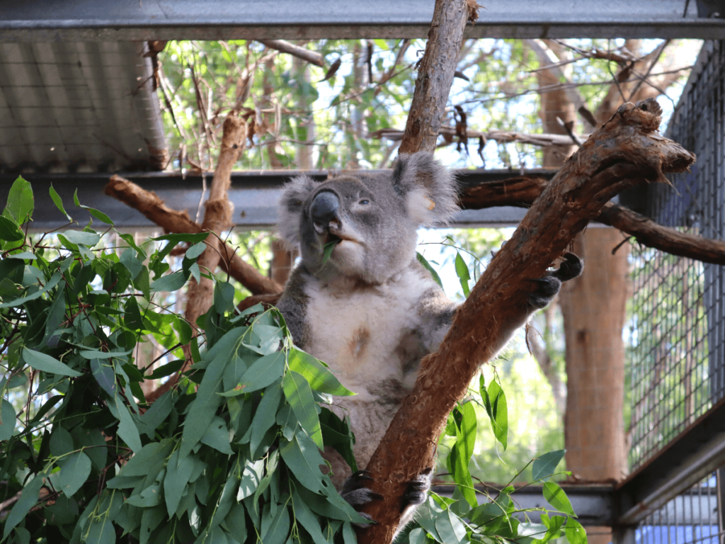 Koala hospital in Port Macquarie
