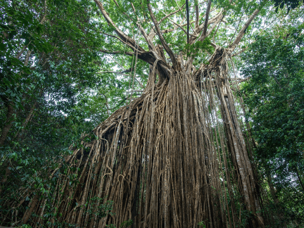 Curtain Fig Tree in Yungaburra