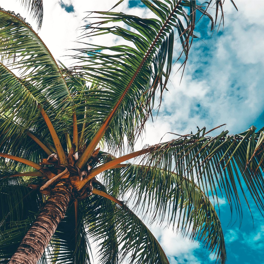 Mission Beach afbeelding voor de oostkust