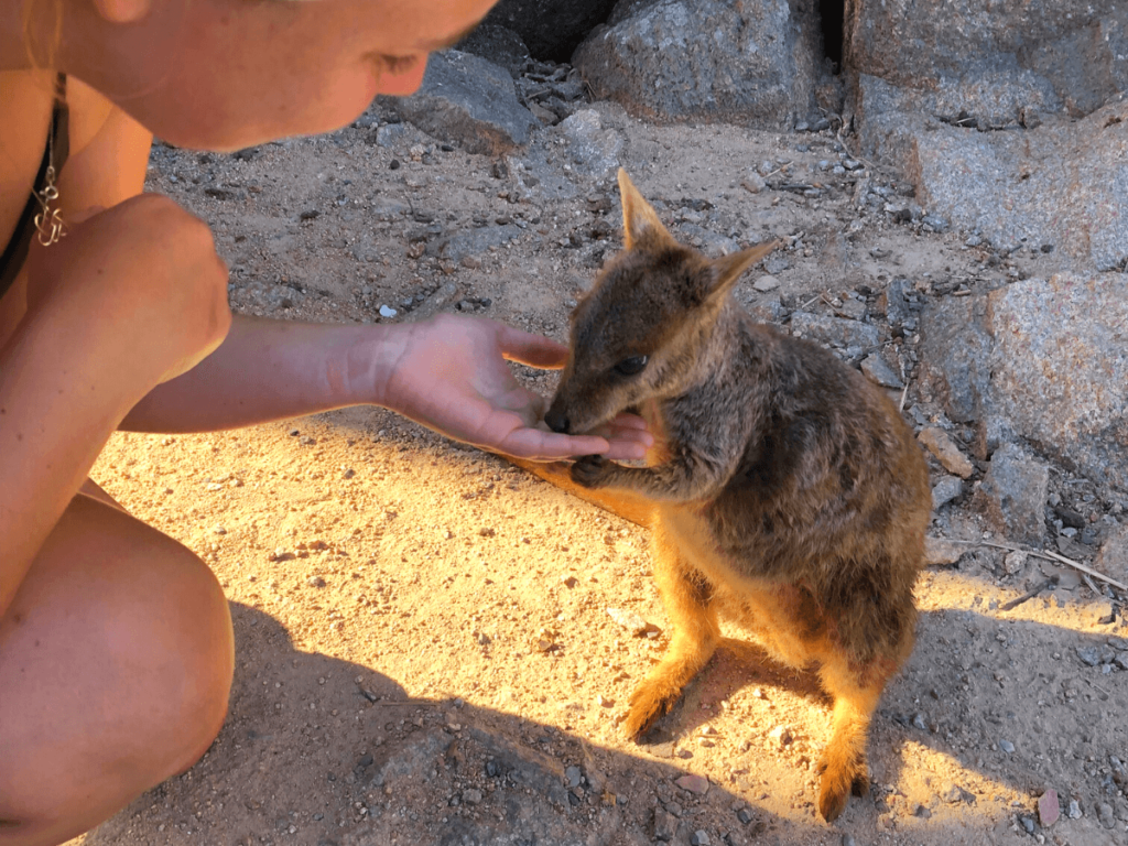 Rock Wallabies op Magnetic Island