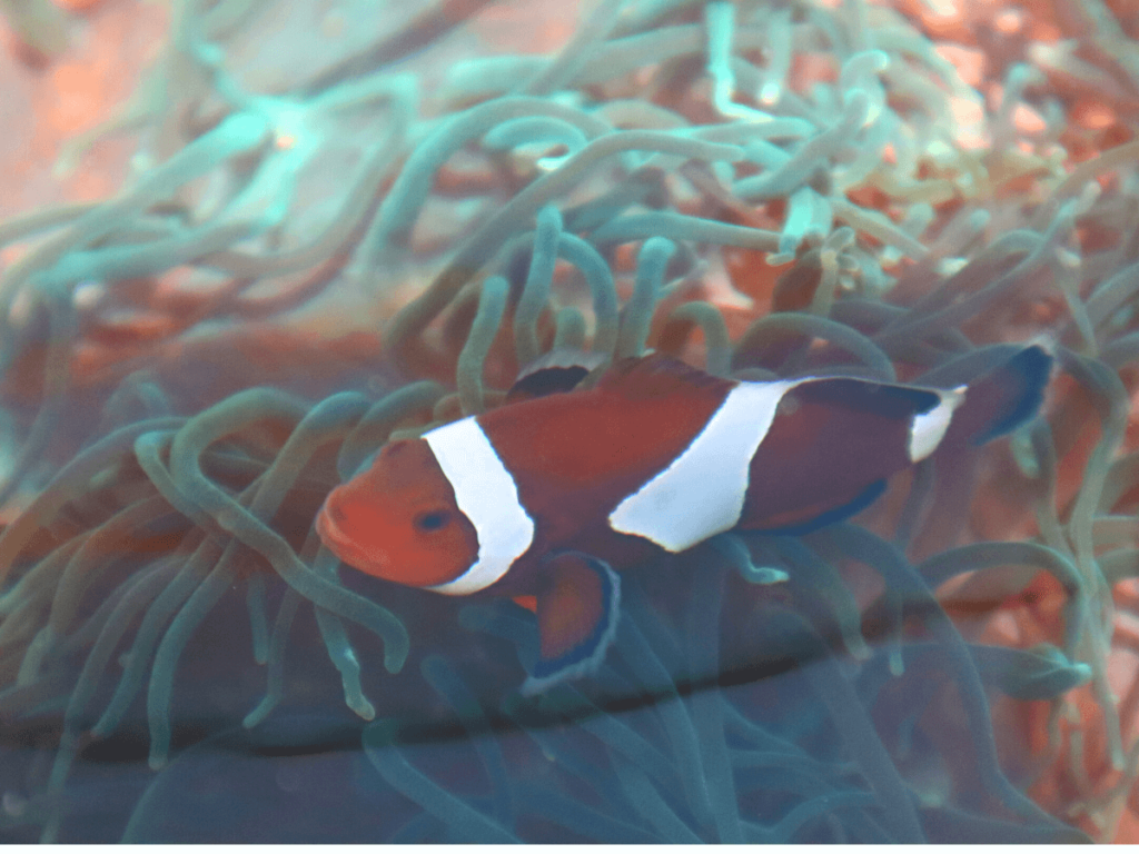 Ardyaloon Hatchery in Ardyaloon