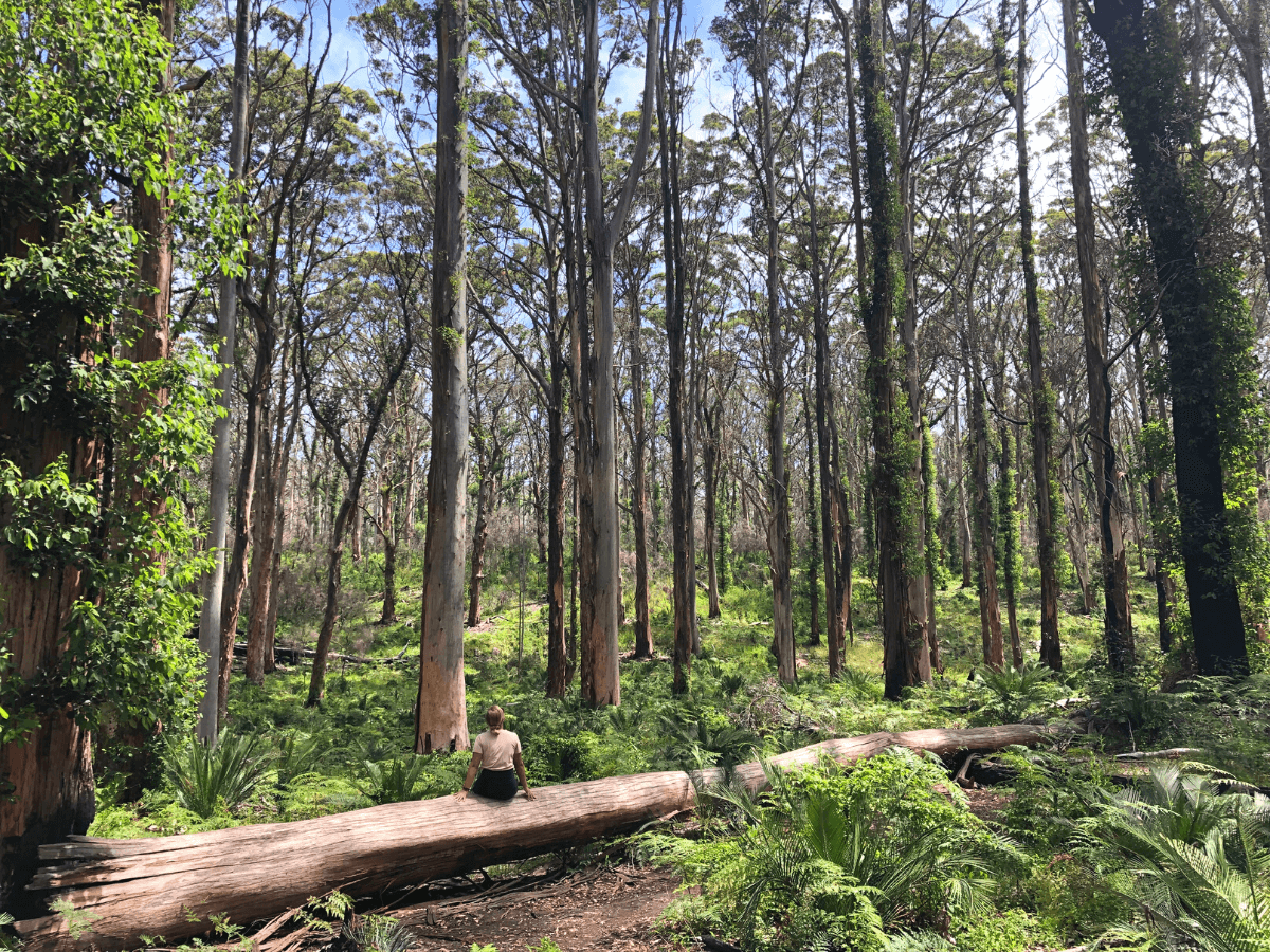 Boranup Forest Karri Tree Viewing Point in Boranup