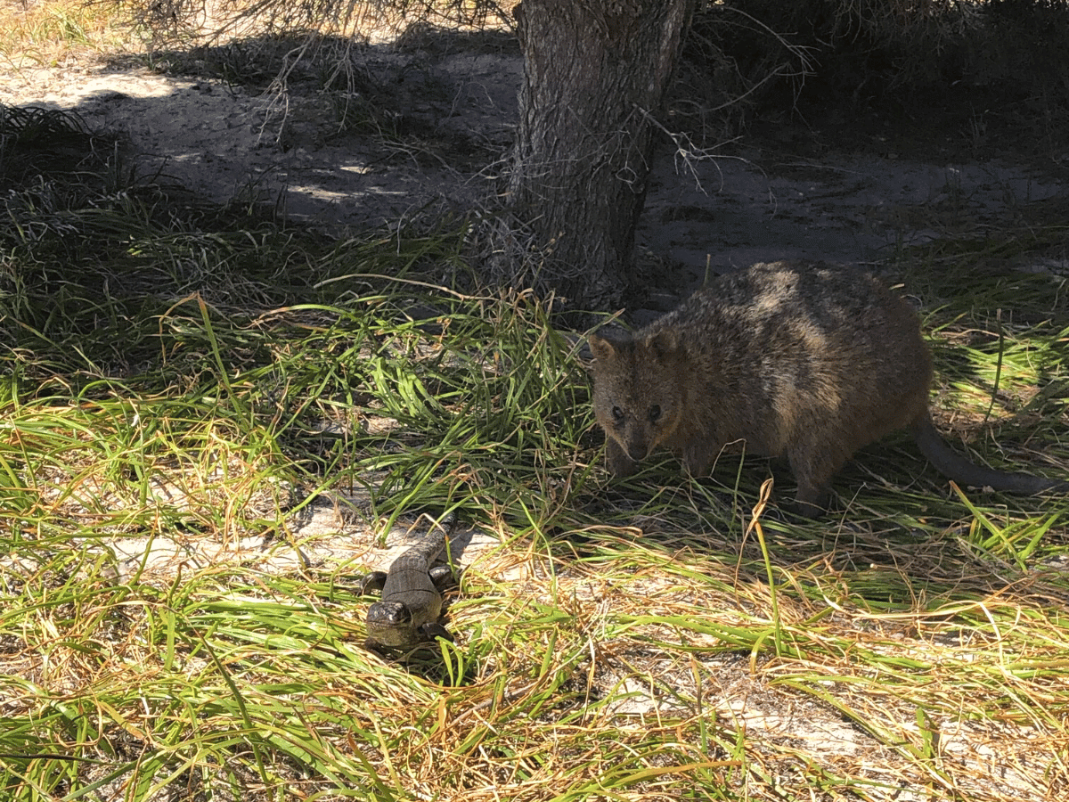 Quokka en King's skink op Rottnest Island