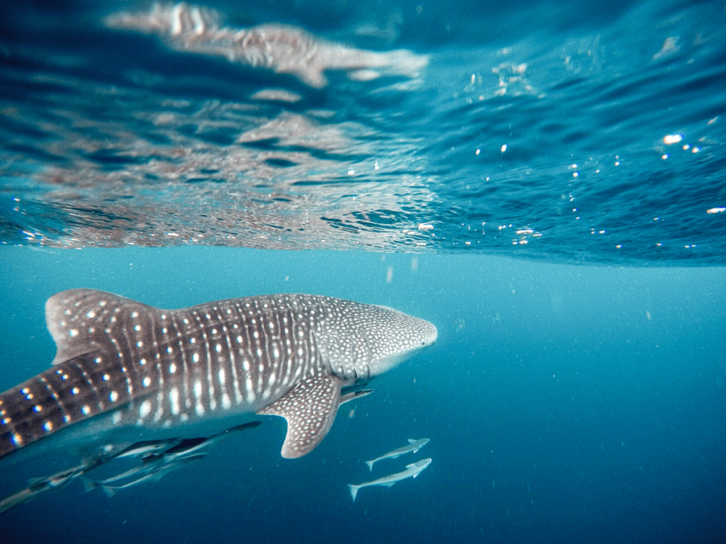 Whale Shark tour in Exmouth