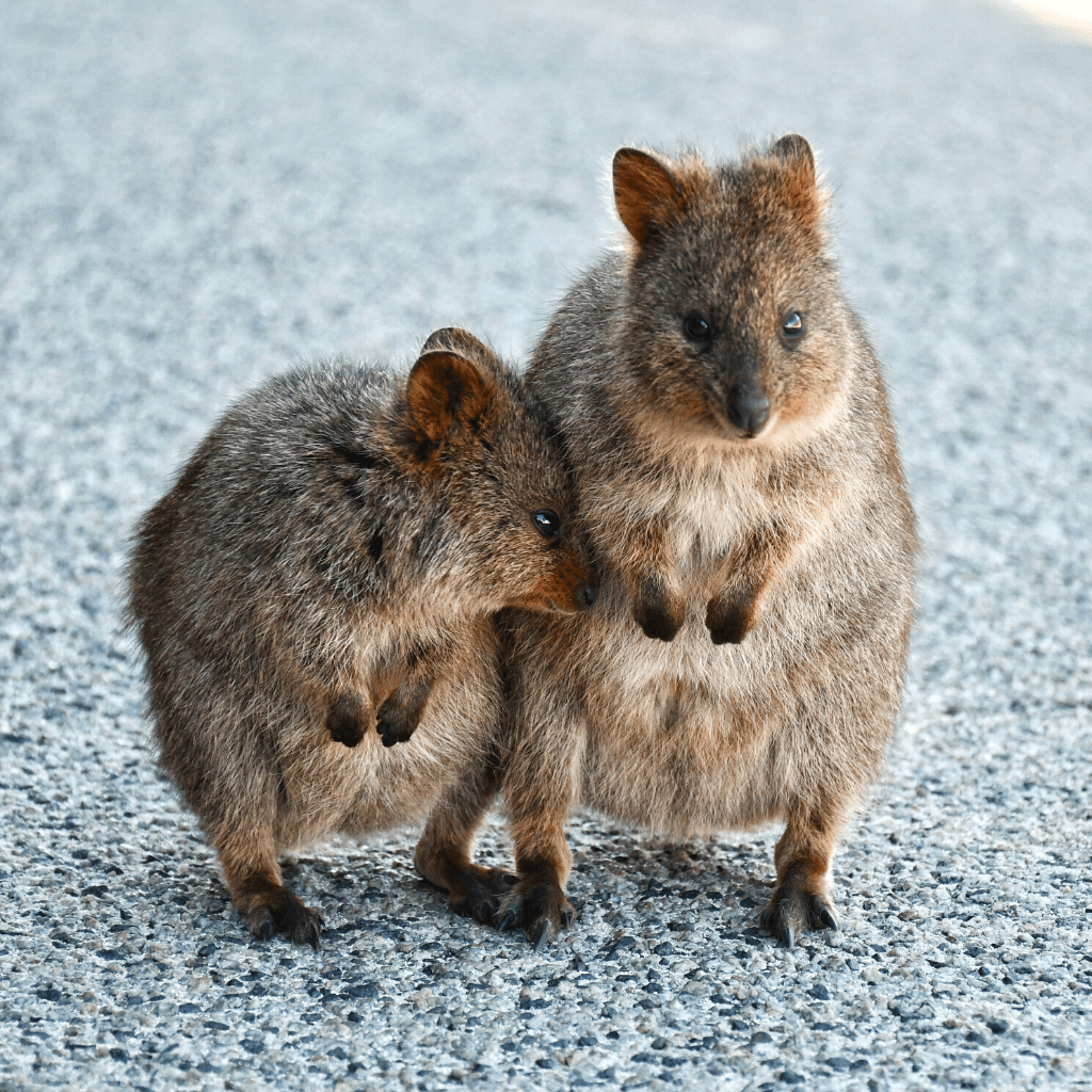 Rottnest Island afbeelding voor de westkust pagina
