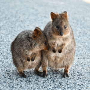 Rottnest Island afbeelding voor de westkust pagina