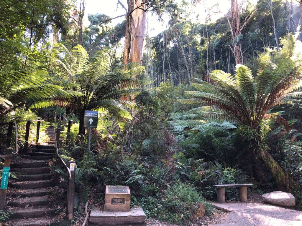 kokoda walking track in dandenong ranges national park in melbourne victoria
