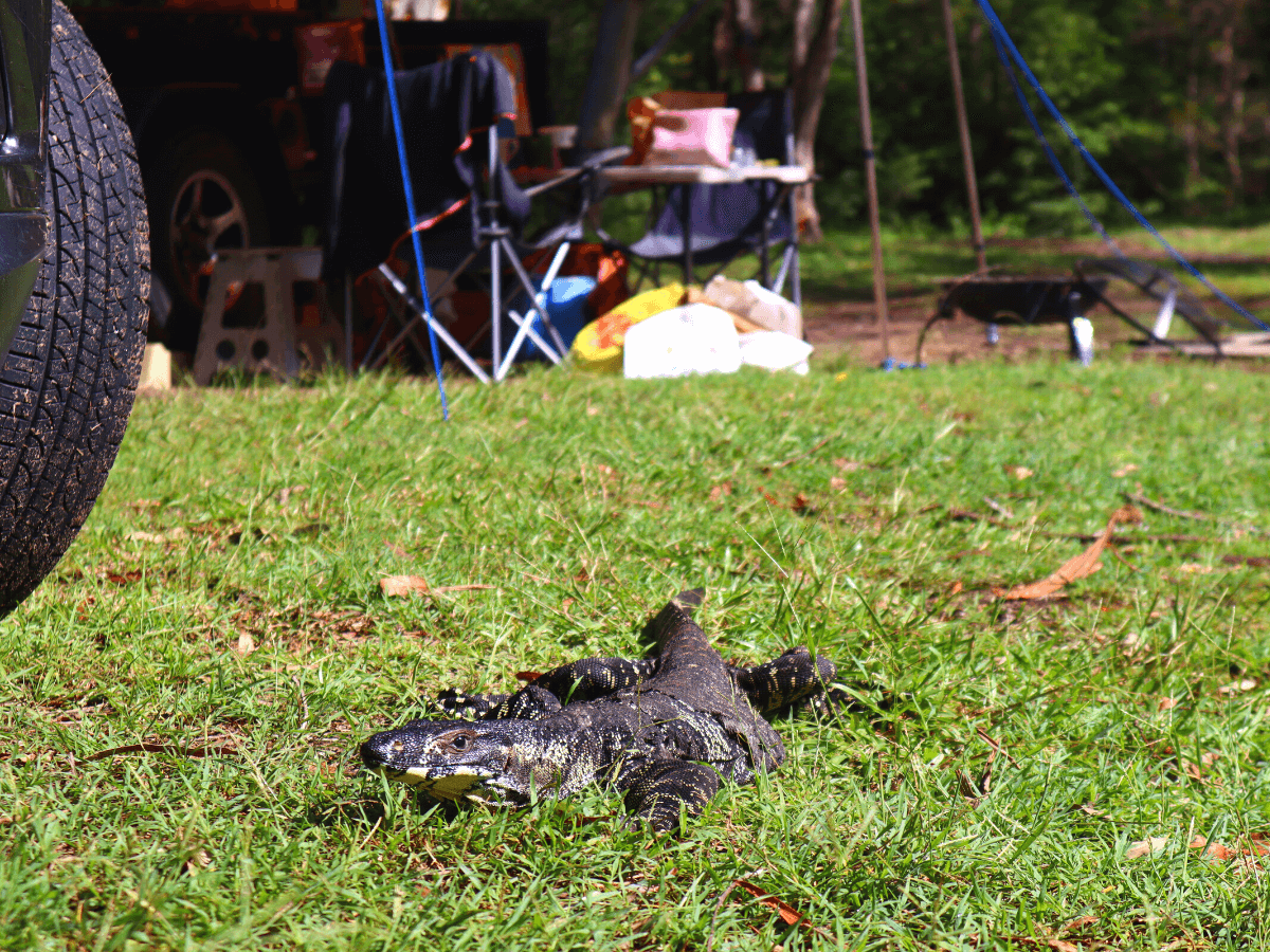 Iguana op Mill creek campground in het dharug national park ten noorden van sydney aan de oostkust australië