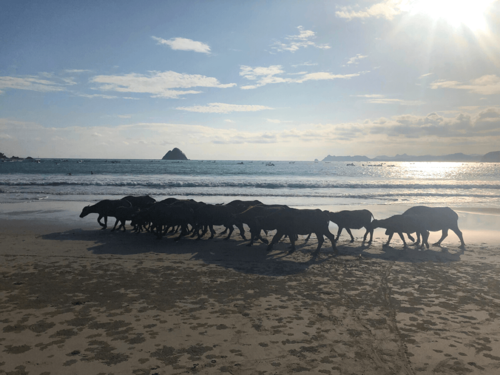 buffels op selong belanak beach in lombok indonesie