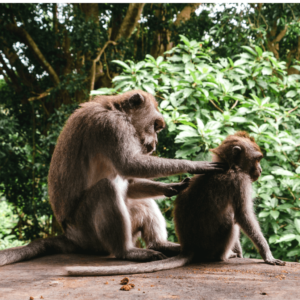 monkey-forest-ubud-bali-indonesie-header