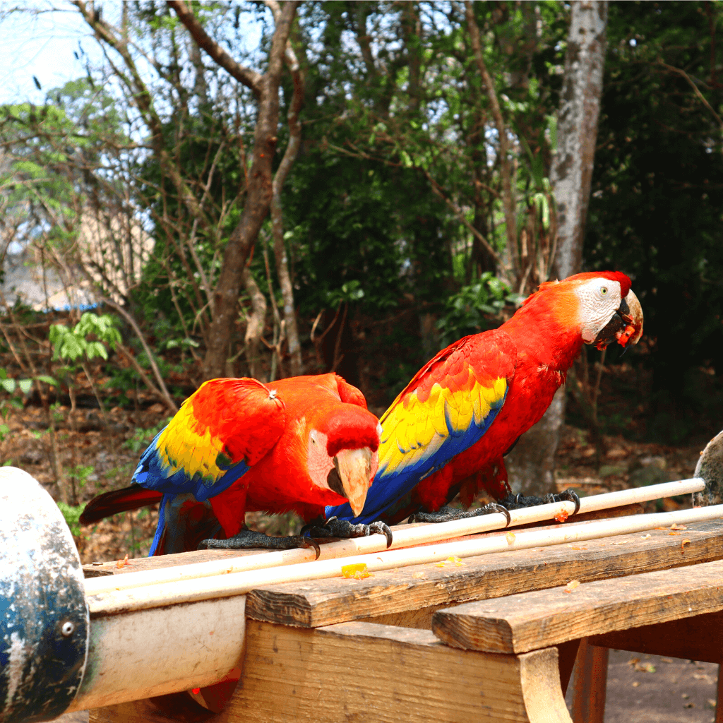 papegaaien in copan ruinas van de mayas in honduras midden-amerika